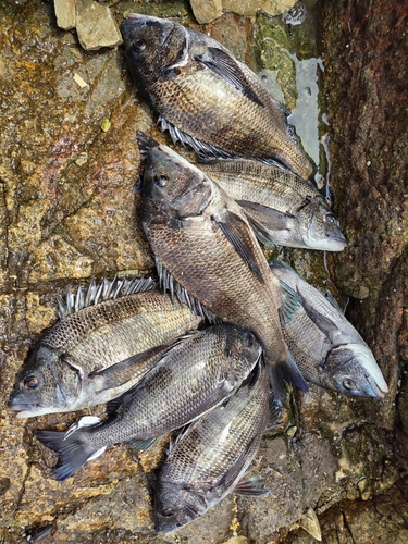 チヌの釣果