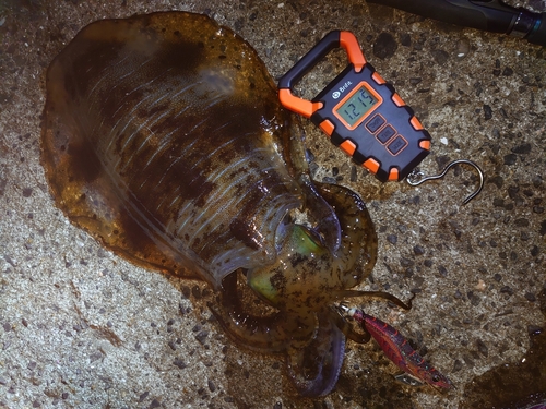 アオリイカの釣果