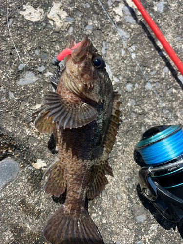 ムラソイの釣果