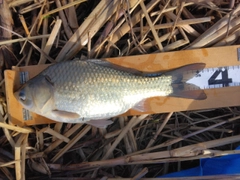 ヘラブナの釣果