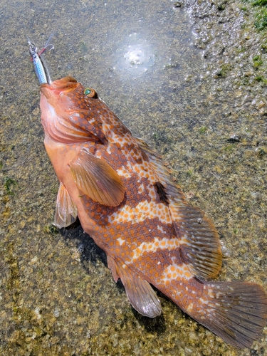 キジハタの釣果