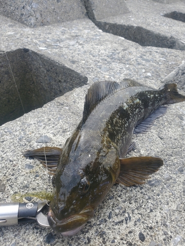 アイナメの釣果