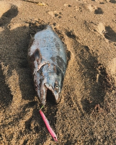 サクラマスの釣果