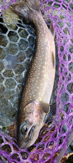 イワナの釣果