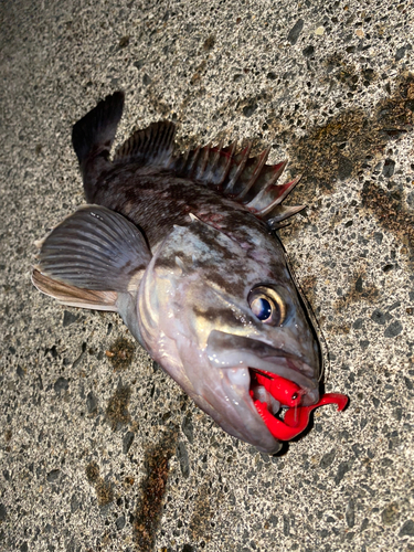 クロソイの釣果