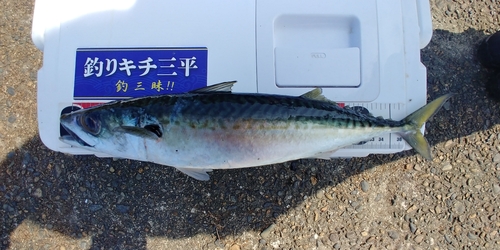 サバの釣果