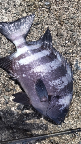 サンバソウの釣果