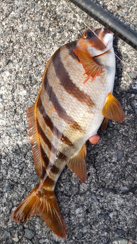 タカノハダイの釣果