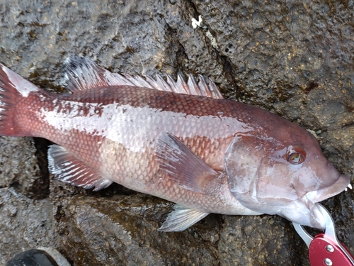 コブダイの釣果