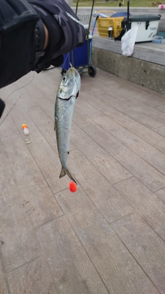 イワシの釣果