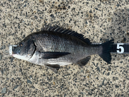 クロダイの釣果