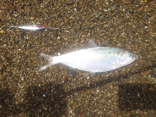 コノシロの釣果