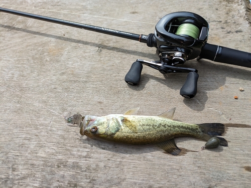 ブラックバスの釣果