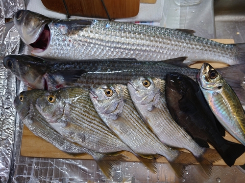 ヘダイの釣果