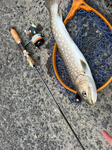 アメマスの釣果