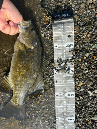 スモールマウスバスの釣果