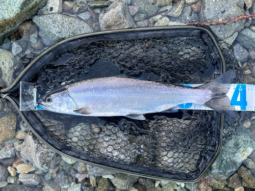 ホンマスの釣果