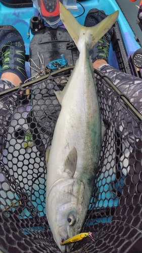 ハマチの釣果