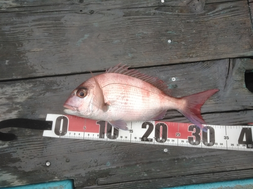 マダイの釣果