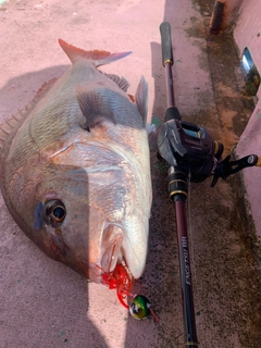 マダイの釣果