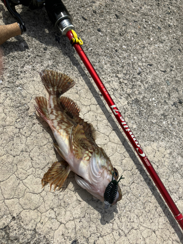 カサゴの釣果