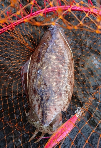 コウイカの釣果