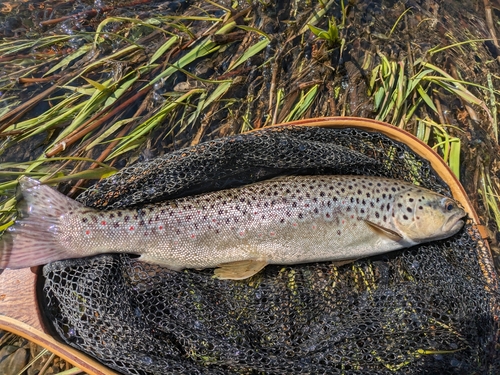 ブラウントラウトの釣果