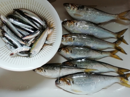 カタクチイワシの釣果