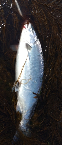 サクラマスの釣果