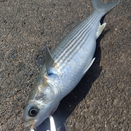 ボラの釣果