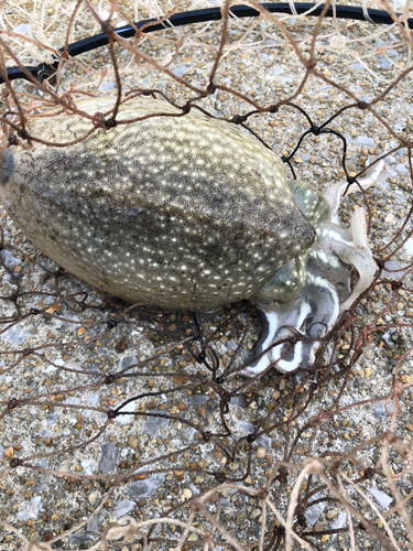 コウイカの釣果