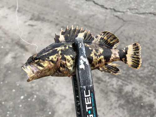 タケノコメバルの釣果