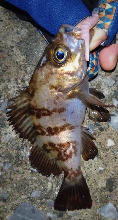 シロメバルの釣果