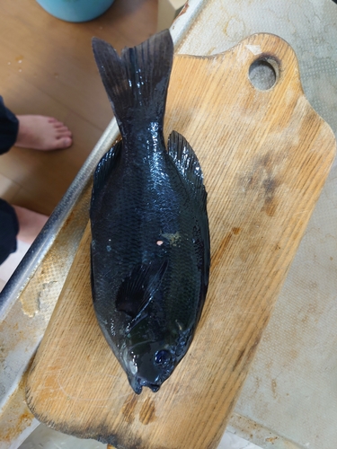 メジナの釣果