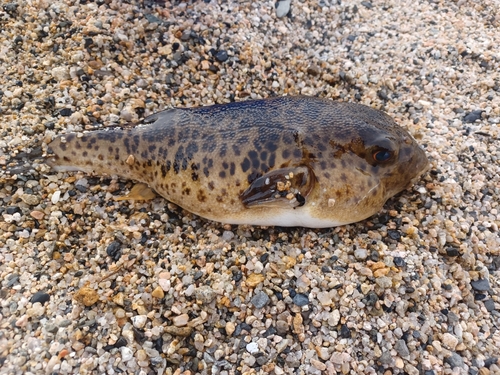 フグの釣果