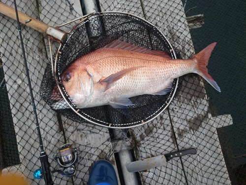 タイの釣果