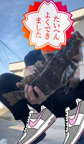 アイナメの釣果