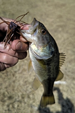 ラージマウスバスの釣果