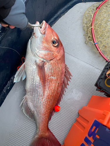 マダイの釣果