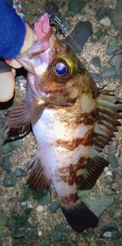 シロメバルの釣果