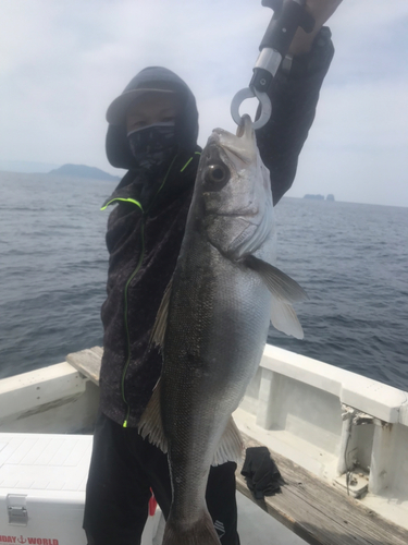 スズキの釣果