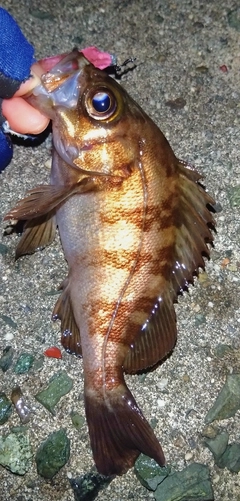 シロメバルの釣果