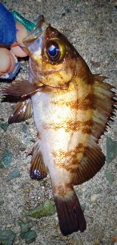 シロメバルの釣果