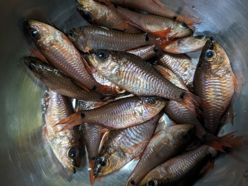 クロホシイシモチの釣果