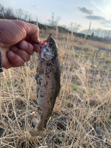 ニジマスの釣果