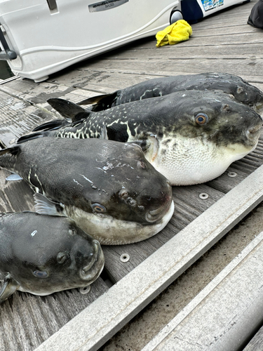 トラフグの釣果