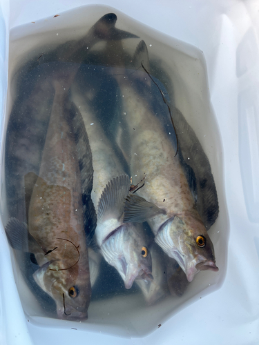 ホッケの釣果