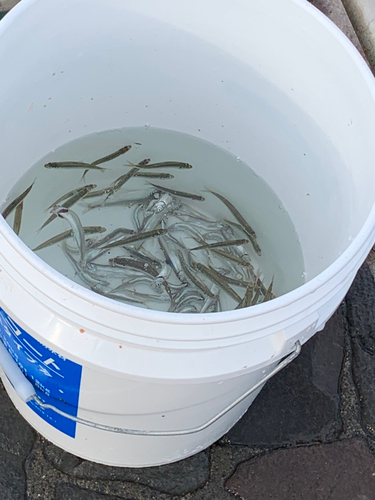 ダイナンウミヘビの釣果