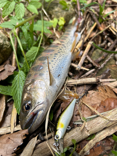 ヤマメの釣果