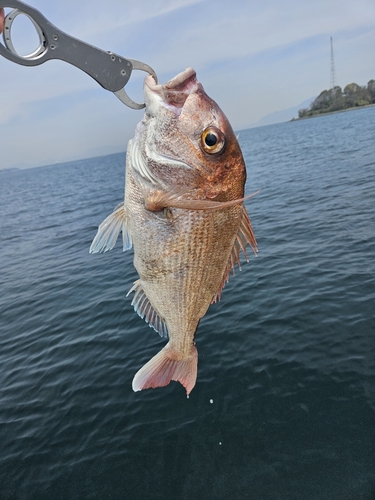 タイの釣果